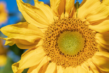Close-up of young common domestic sunflower blooming, Helianthus annuus natural background