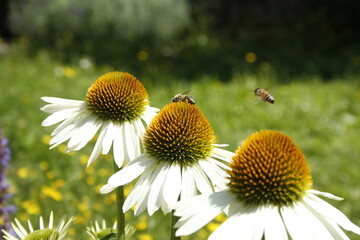 Vielfältige Blumenflora im häuslichen Garten auf dem Lande