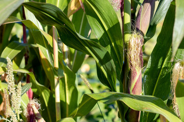 Home grown maize ear on a stalk, sweet corn on vegetable garden