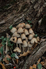 mushrooms near the tree
