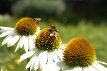 Bienen auf vielfältiger Blumenflora im häuslichen Garten auf dem Lande