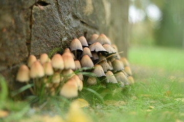 mushrooms near wall