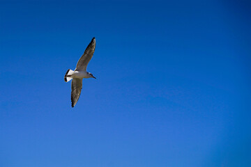 Fototapeta na wymiar Ivory gull flying in the blue sky