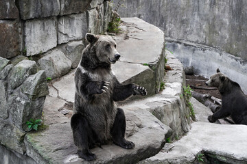 Friendly brown bear sits on his hind legs and looks at the audience