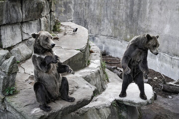 Two brown bears and a bird are in the zoo's aviary. One bear sits and waves his front paw to the...