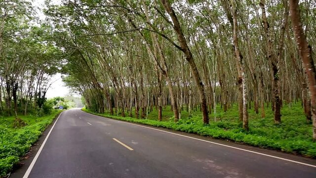 Way in Para rubber tree, Latex rubber, Plantation and tree rubber with road car in southern Thailand, FHD Slow motion