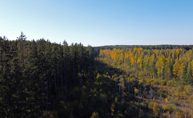 Aerial view of autumn yellow and green forest