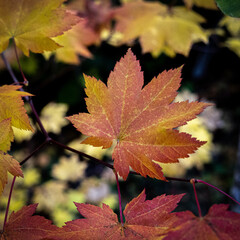 Fall Leaves 4