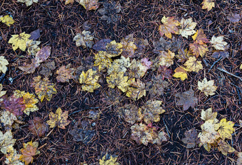 Fall Leaves 3