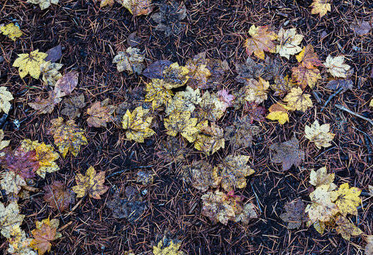Fall Leaves 3