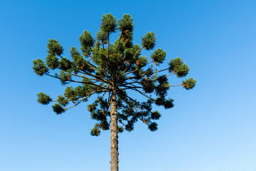 Araucaria isolated in blue sky - obrazy, fototapety, plakaty