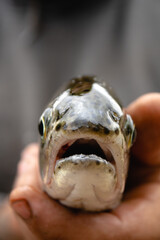 close up of a fish