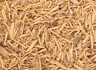 Muira Puama herbal tea background. Natural potency wood, medicinal plant, dry tea. Ptychopetalum...