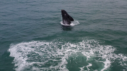 Fototapeta premium Baleia franca, Santa Catarina, Sul do Brasil
