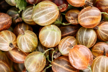 Gooseberry Harvest, a crop of ripe gooseberries. Berries of red gooseberry close-up