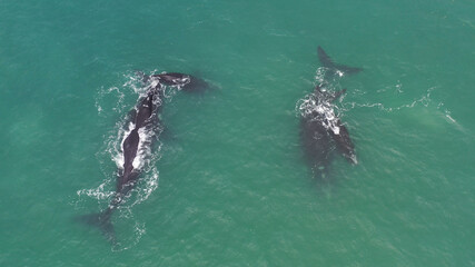 Naklejka premium Baleia franca, Santa Catarina, Sul do Brasil