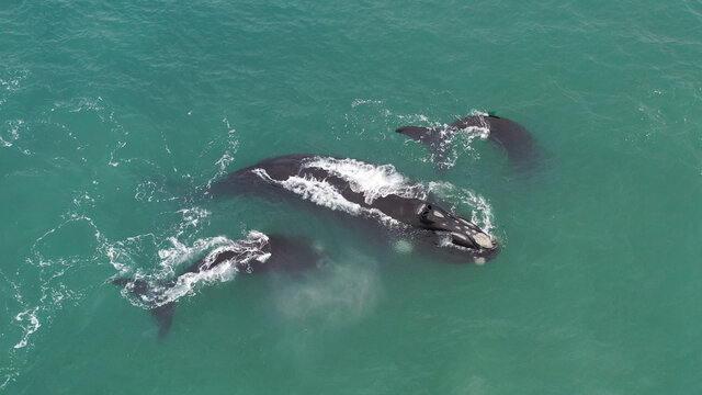 Baleia franca, Santa Catarina, Sul do Brasil