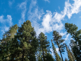 Fototapeta premium sky and trees