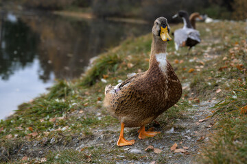 Portrait of an adult wild duck by a forest lake on an autumn sunny day. close-up. A close look into the camera. Ducks rest on the shore of the lake. Green grass with fallen autumn leaves. 