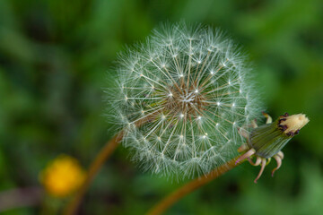 Taraxacum