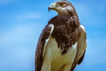 Bird trained bird of prey Falconry