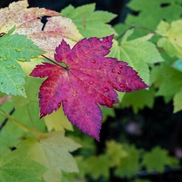 red maple leaf
