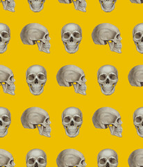 Seamless pattern with skull. Background. Hand-drawn illustration, colored