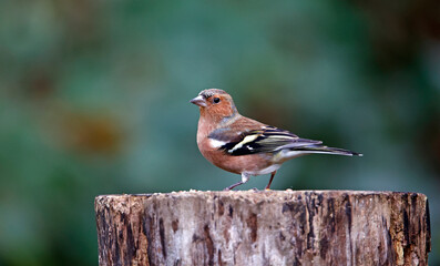 Male chaffinch foraging in the woods