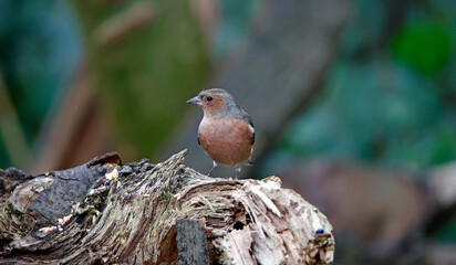 Male chaffinch foraging in the woods