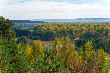 Autumn yellow forest on a clear day