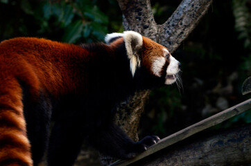 レッサーパンダ