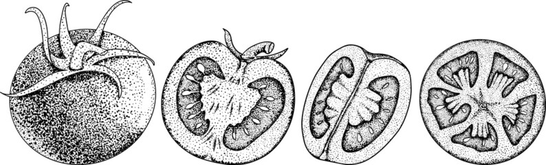 Hand drawn tomatoes. Set sketches with cut, slice and branch of tomatoes. Vector illustration isolated on white background. Realism vegetable.