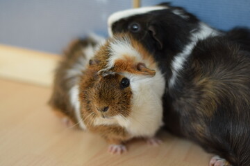 two guinea pigs friends together pets tricolor long hair 