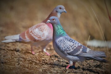 pigeon on the ground