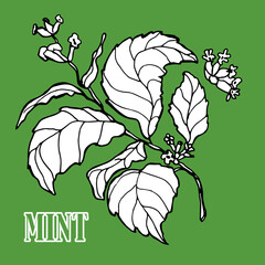 Mint. Leaves with flowers. Color illustration. Doodle style. Isolated on a green background. Hand drawing. For packaging, food labels, tea