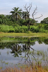 lake in african forest