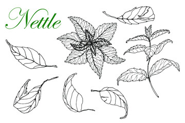 Nettle. Branch and leaves . Hand drawn. Black and white sketch. Isolated white background. Engraving. For tattoos, packaging, labels,medical,tea,cosmetic