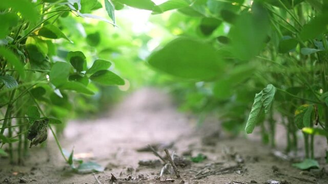 agriculture. soybean plantation a field green bean plant close-up. business agriculture concept. soybean growing vegetables plant care. green field soybean movement. agriculture bio farm