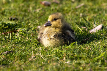 Beautiful yellow fluffy greylag goose baby gosling in spring, Anser anser