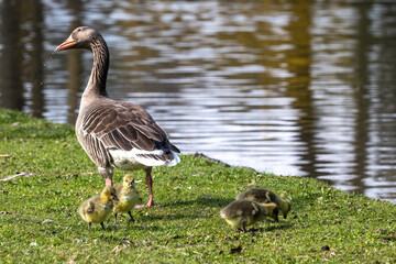 Family of greylag geese, Anser anser with small babies. © rudiernst
