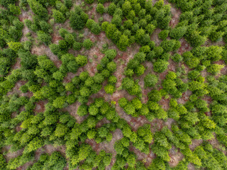 Fichtenlandschaft von oben, Monokultur