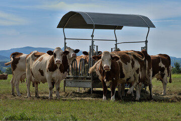 Herd of Norman cows around their outdoor feeder