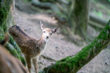 Junges Wild in einem Tierpark