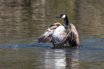 The Canada Goose, Branta canadensis at a Lake near Munich in Germany