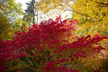 A bright bush with red leaves on a background of yellowed trees.