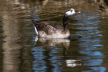 Barnacle goose, Branta leucopsis at a lake near Munich in Germany.