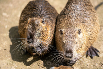 Nutrias beim Fressen, Tierpark, Zoo