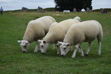 Obraz premium three sheep and lambs in field england avebury stone circle wiltshire countryside village pasture 
