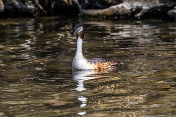 Great Crested Grebe, Podiceps cristatus with beautiful orange colors, a water bird with red eyes.