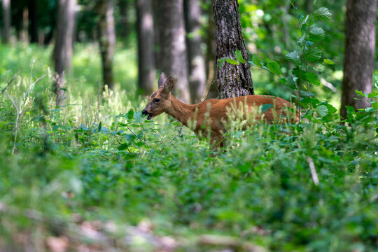 Rehwild beim &auml;sen, Wild, Wilde Tiere, Rotwild, Jagd, Fressen